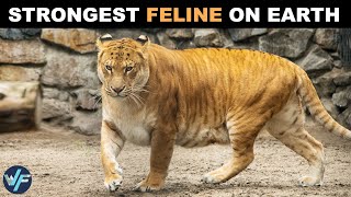 Liger  The Biggest and Strongest Feline in the World [upl. by Amrak]