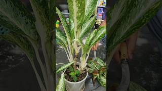 care for ornamental plants shortsvideo farming pepperfarm pepperharvest satisfying boykingtv [upl. by Lally]