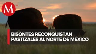 Bisontes de sangre pura aumentaron de 23 a 230 ejemplares en 12 años Conanp [upl. by Rausch30]