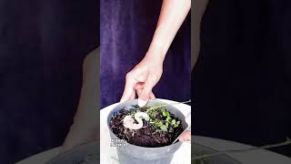 bonsai diy garden garden plants [upl. by Ahsata]