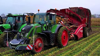 Knolselderij rooien amp inschuren  Grimme Rootster 604  Harvesting celeriac  Knollensellerie ernten [upl. by Mixam]