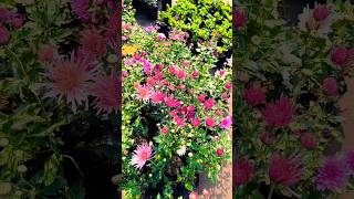 music garden sharmanursery nature gardenplants nature rosenursery gardentrees nurserylive [upl. by Emoreg41]