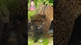 Wild Life Blackspots Tiger In River [upl. by Annasor]