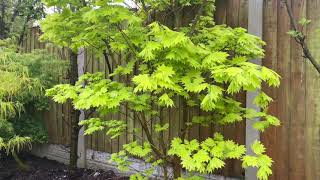 Japanese Acer Aureum  Golden Full Moon Maple  Most beautiful foliage colour in springtime [upl. by Eecyak888]