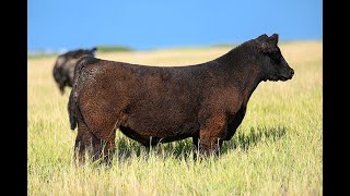 Reimann Pasture Sale 2024  Tag 1 [upl. by Melli561]