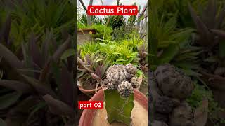 cactus plant 2024  bryophyllum cactus plant online  cactus plant cheap [upl. by Bordy311]