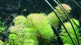 The easiest aquarium stem plant No fertilisers or Co2 required [upl. by Atirres354]