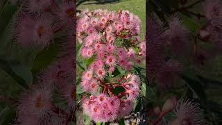 Corymbia Summer Beauty in bloom amp covered in Australian native bees [upl. by Odell894]