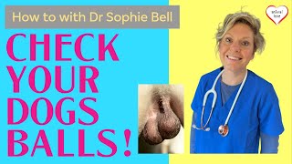 Dog Balls  How to check your dogs testicles for lumps and bumps [upl. by Haddad]