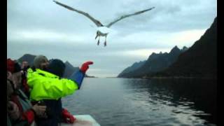 Trollfjord Seeadlersafari [upl. by Cand]