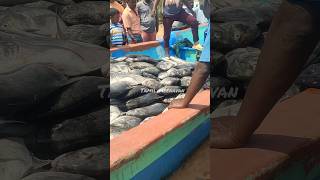 Fisherman catching lot of Gaint Trevally Fish in the sea shortsfeed [upl. by Sherline]