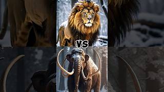 Mammoth vs Scarface Lion  mammoth vs Scarface Liontiger animals trending shorts fyp video [upl. by Oibesue]