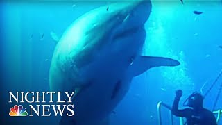 Say Hello to Deep Blue ‘The Biggest Shark Ever Filmed’  NBC Nightly News [upl. by Adnihc204]