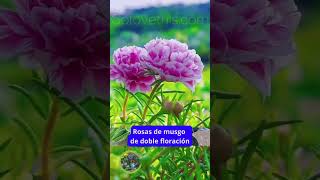 Jardín florido sin esfuerzo Rosas de musgo de doble floración ‐ Hecho con Clipchamp [upl. by Rysler268]