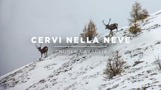 Cacciatori di Montagna 4  Ep2 Cervi nella neve [upl. by Onnem]