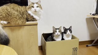 親子の猫はここまで行動が似てくるものでしょうか？ [upl. by Adala]