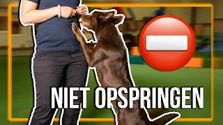 TRAIN JE HOND  Hoe leer je je hond NIET OPSPRINGEN [upl. by Rotce]