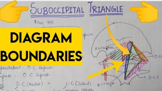 Suboccipital Triangle [upl. by Zamora]