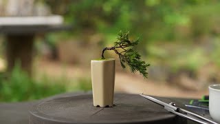 Making mini bonsai Juniperus Chinensis [upl. by Brenan]