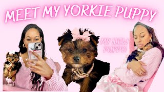 Meet My Yorkie Puppy  Getting A Puppy 🎀 [upl. by Artur717]