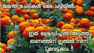 Marigold plant care Malayalam  ചെണ്ടുമല്ലി ചെടി പരിപാലനം [upl. by Irac76]