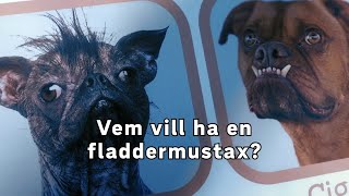 Vem vill ha en fladdermustax [upl. by Concoff]