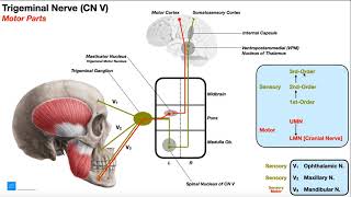 Cranial Nerve V  Trigeminal Nerve Part 1  Origin Structure Pathway amp Function [upl. by Imoyik]