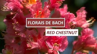 Florais de Bach Red Chestnut [upl. by Older126]