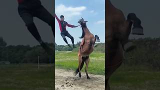 Horse riding skills horses horseriding horserider horseridingskills horseriding [upl. by Nomannic]