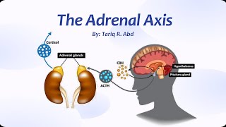 The Adrenal Axis [upl. by Wittie]