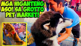 MGA MAMAHALING ASO MABIBILI MO NG MURA SA GROTTO PET MARKET [upl. by Antons]