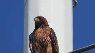 Red tailed hawk lets out a piercing cry [upl. by Rori]