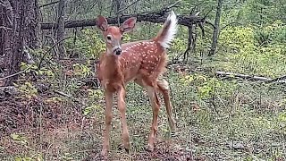 Whitetail Deer fawn [upl. by Syman]