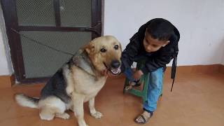 Playing with LCCN Dog एलसीसीएन कुकुरसंग खेल्दै निराकार [upl. by Attinahs]