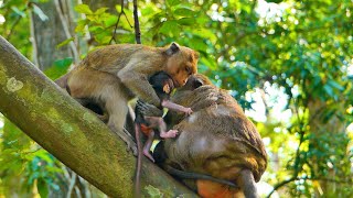 Absolutely Adorable Baby Adele Confuse Mum and Tries Catching Old Queen Mum As Her Mum [upl. by Akinal]