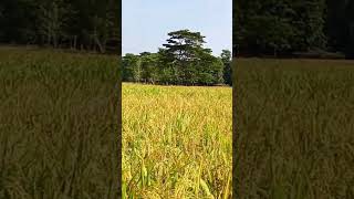 Aghunor potharotassamesevideo shorts assam [upl. by Corney]