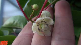 ⟹ ARCTIC KIWI  Actinidia arguta  Second year flowering 2018 Pt2 [upl. by Karney]