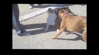 Dog Park Bullying1 Slow Motion [upl. by Bonine]