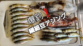 【アジング】繊細豆アジングベイトフィネスロック❗からのまさかの美味しい奴登場❗ [upl. by Acirtap]