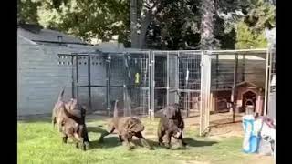 Neapolitan Mastiff Battle Royal [upl. by Eliezer]