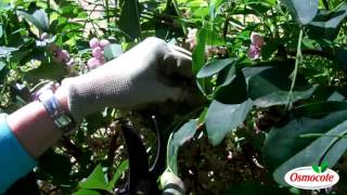 How To Prune the Akebia Vine Chocolate Flower Vine [upl. by Strander]