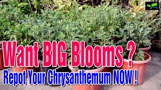 Want BIG Blooms Repot Your Chrysanthemum NOW [upl. by Marasco800]