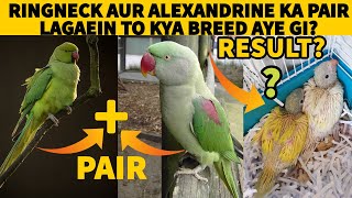 RINGNECK AUR ALEXANDRINE PARROTS KA PAIR BANAEIN TO KYA BREED AYE GI  CROSS BREED  TIPS amp INFO [upl. by Hametaf]