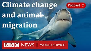 Why protecting animal migrations could help the planet  The Climate Question BBC World Service [upl. by Maxwell]