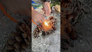 Pine Cones Great for Making Fires shortsfeed [upl. by Joao]