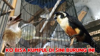 KO BISA KUMPUL DI SINI BURUNG INI [upl. by Nyladam]