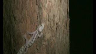 Mt Nebo Velvet Geckoes [upl. by Ativ]