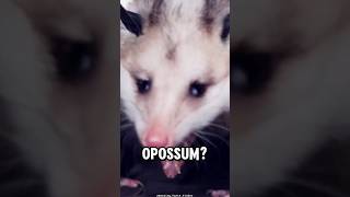 Opossum Facts You Need to Know opossum [upl. by Ginnie]