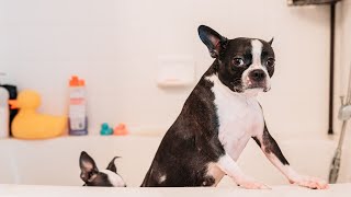 Boston Terrier temperament [upl. by Afatsum]