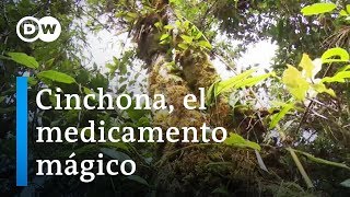 El árbol cinchona en peligro de extinción [upl. by Otreblide]